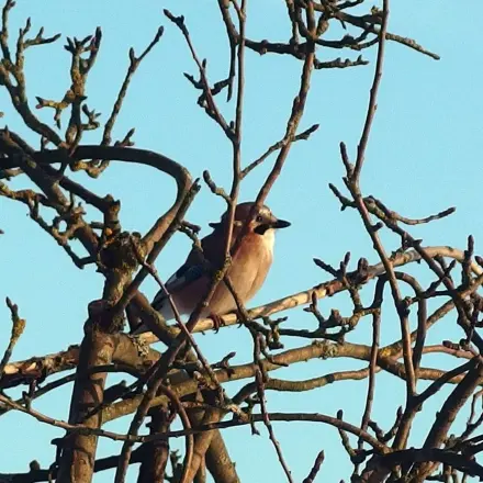 Vogelfutter ausverkauft? Schnelle Notlösung