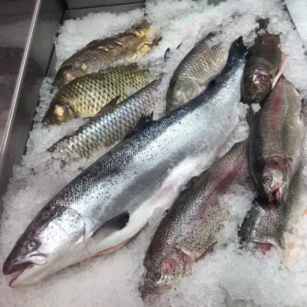 Fisch zubereiten