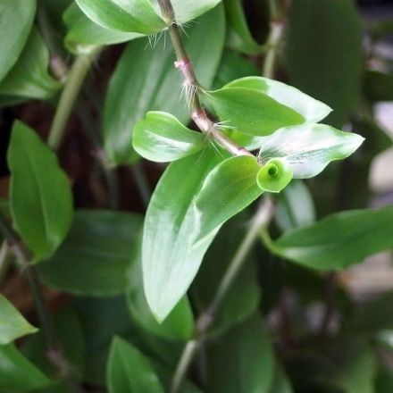 Topfpflanzen - Pflege & Standort, Grundlagen für gutes Gedeihen