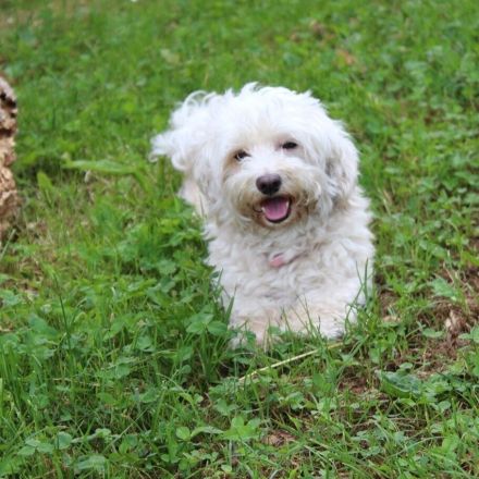 Cranberries als Leckerli für Hunde mit Blasenentzündung