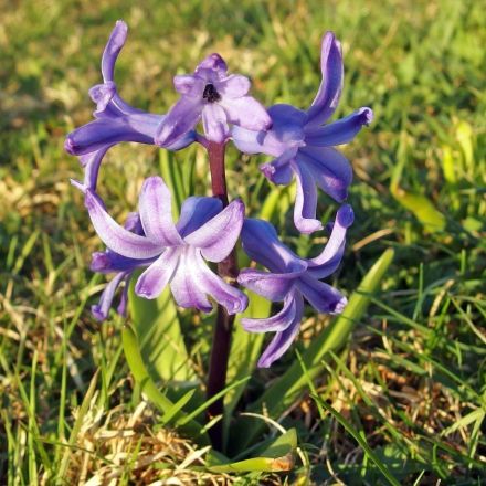 Im Winter noch Blumenzwiebeln setzen