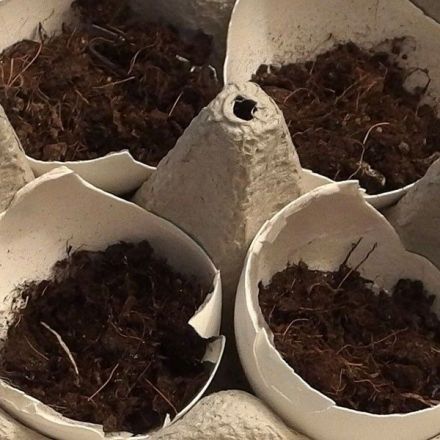 Eierschalen - prima zum Keimen lassen von Saatgut