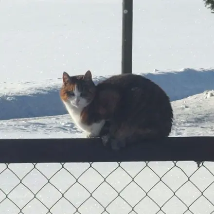 Katzen daran hindern, Krallen an Holzmöbeln zu schärfen