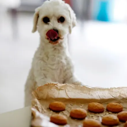 Hundekekse selbst gebacken