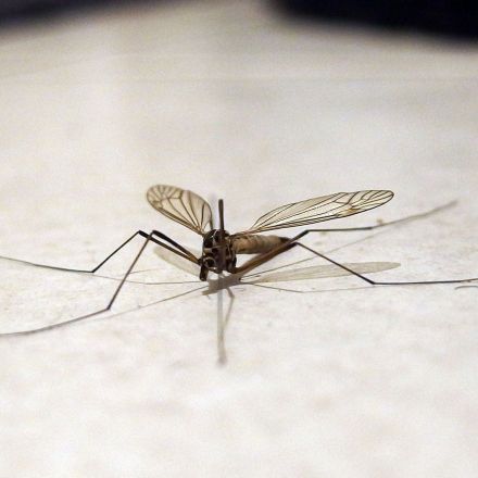 Mücken schnell und einfach aus dem Zimmer bekommen