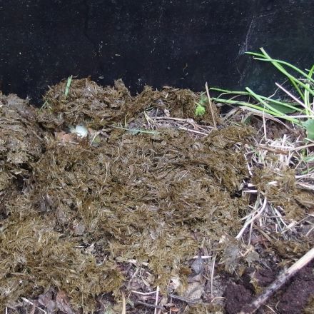 Pferdemist "hygienisch" im Auto transportieren