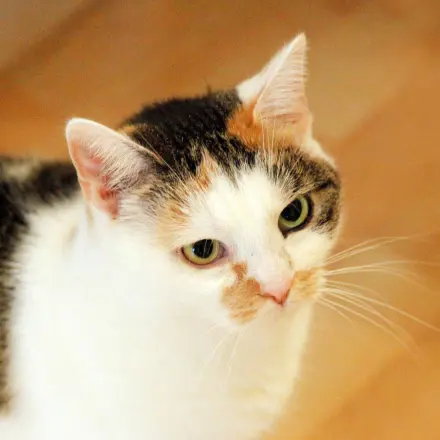 Katze putzt sich nicht