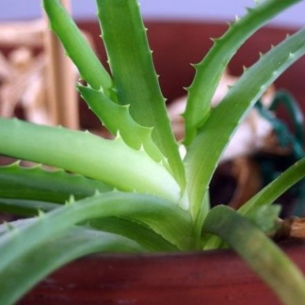 Aloe Vera-Saft sinnvoll einsetzen und auftragen