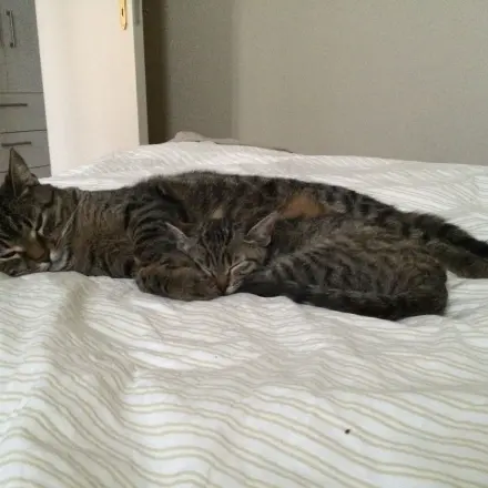 Alten Kater und junges Kätzchen aneinander gewöhnen