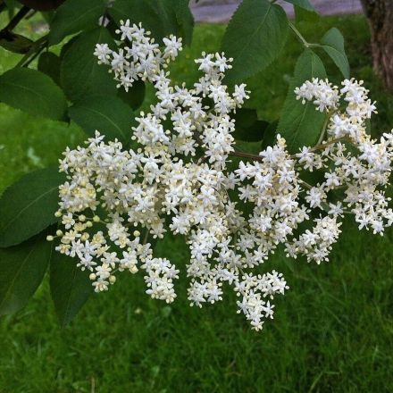 Maulwürfe im Garten mit Holunder vertreiben