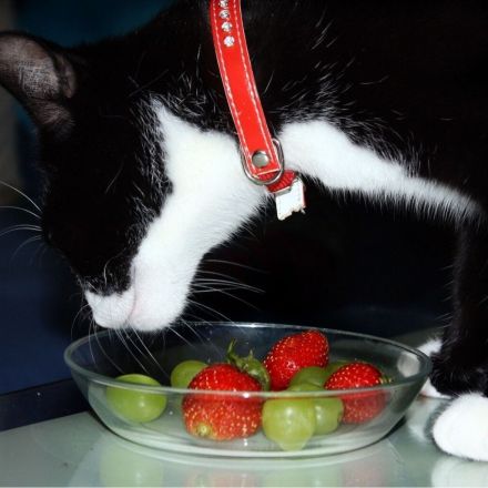 Bei kastrierten Katzen & besonders Katern das Futter umstellen