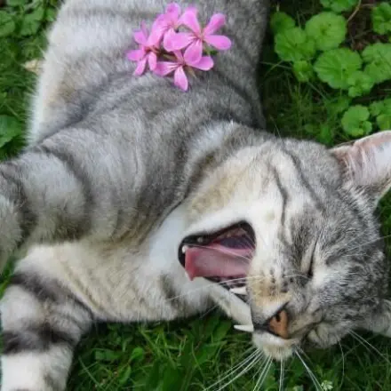 Fotografieren von Haustieren - eigene kleine Gesundheitsprävention