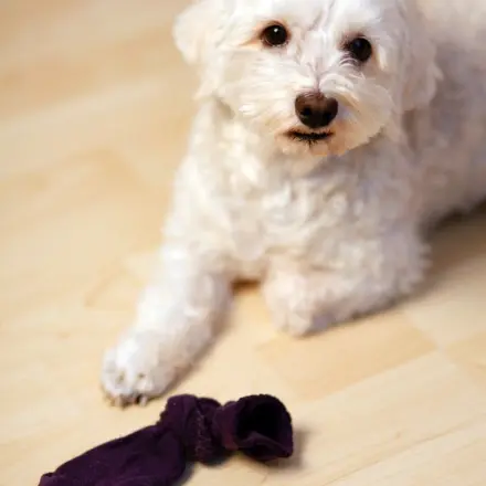 Hundespielzeug kostenlos