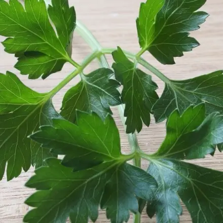 Petersilie einfrieren