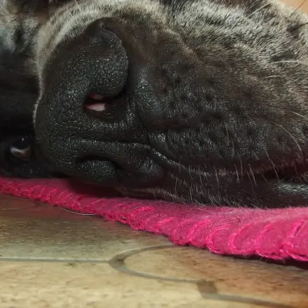 Katzen und Hunde können auch Sonnenbrand bekommen