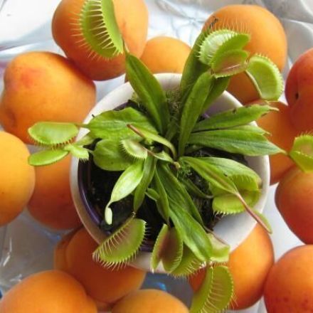 Fruchtfliegen mit Venusfliegenfalle erlegen