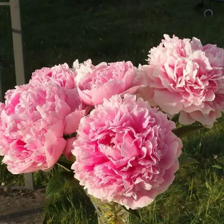 Schnittblumen länger schön & frisch halten