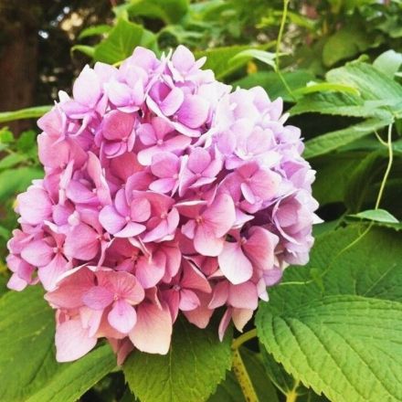 Hortensien trocknen für Trockensträuße