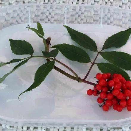 Stechmücken fernhalten