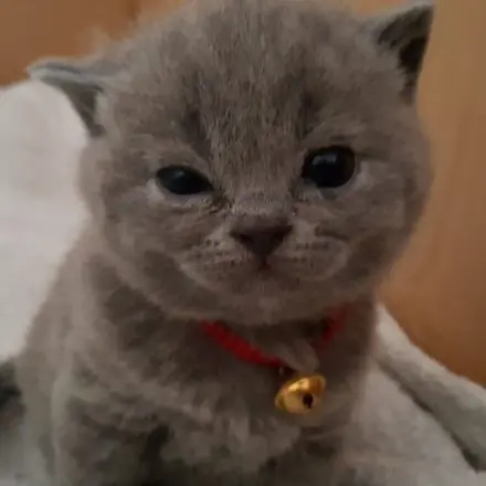 Entlaufene Katze: schneller den Katzenbesitzer finden