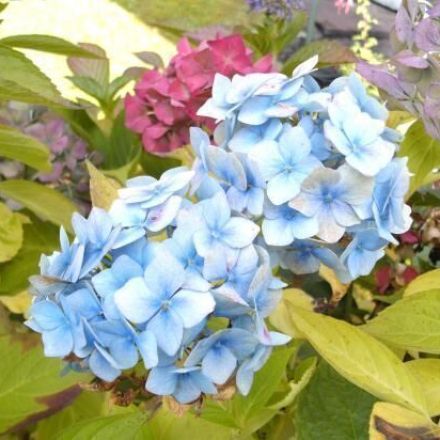 Überwinterung von Pflanzen im dunklen Keller / Garage