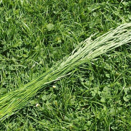 Lange Gräser-Halme als Winterschutz für Kübelpflanzen usw.