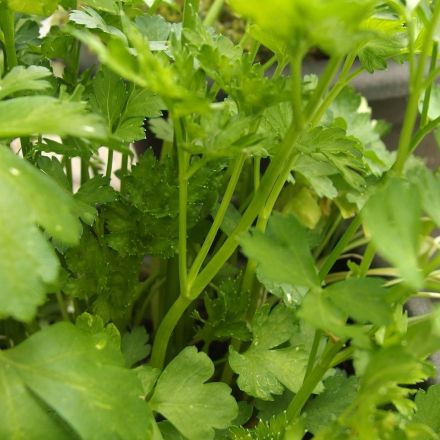 Kräuter intensiv: Stengel von Kräutern verwenden