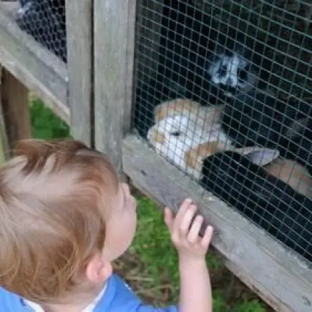 Kaninchenstall stinkt nicht mehr