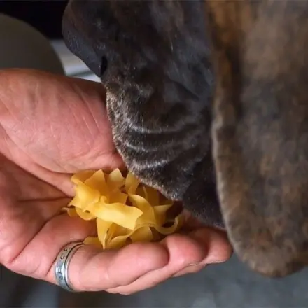 Tiere nicht mit rohen Nudeln füttern: Nudeln quellen im Magen auf