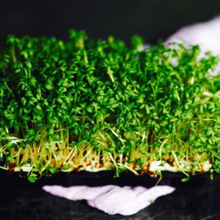 Kresse auf Styropor-Gemüseschalen aussäen