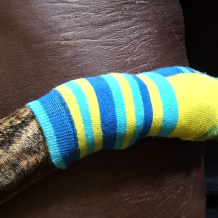 Hunde: Kindersocken gegen Streusalz