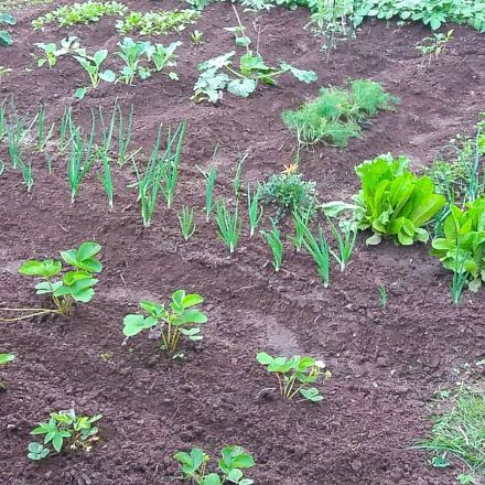 Schnecken vertreiben mit Senfpflanzen