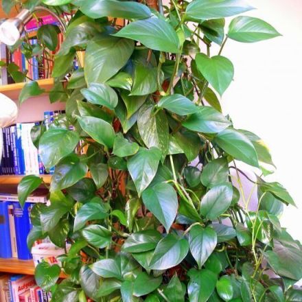 Schöne Pflanzen mit Kaffeesatz düngen (z.B. Gummibaum)