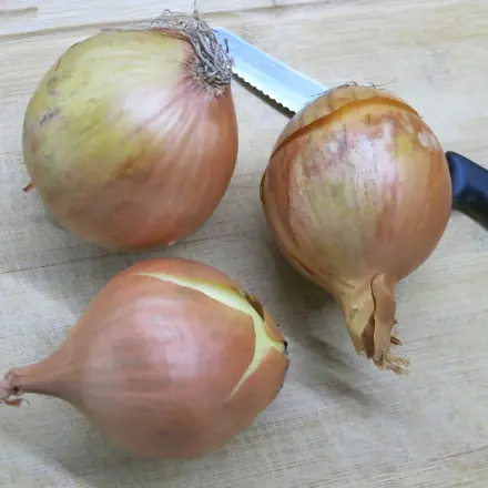 Zwiebeln - zum Weinen? - Teil II