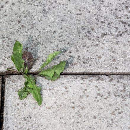 Biologisches Unkrautvernichtungsmittel selbstgemacht