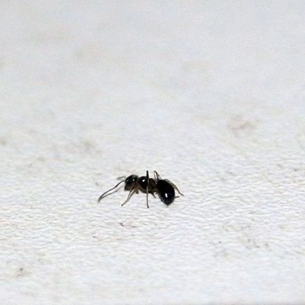 Ameisen in der Wohnung? Bier und Zucker