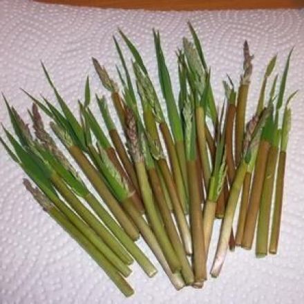 Gourmet Leckerli für Nager: gefüllte Stiele vom Löwenzahn