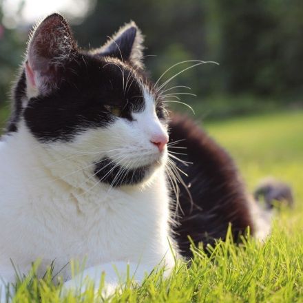 Neue Katze eingewöhnen