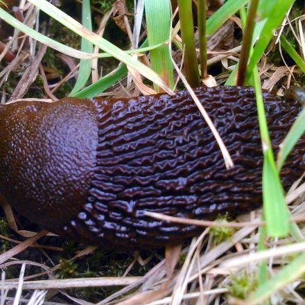 Fliegennetz schützt junge Pflanzen auch vor Schnecken