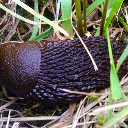 Fliegennetz schützt junge Pflanzen auch vor Schnecken