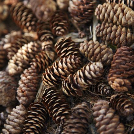Herbstdeko und Winterschutz - Kieferzapfen sammeln