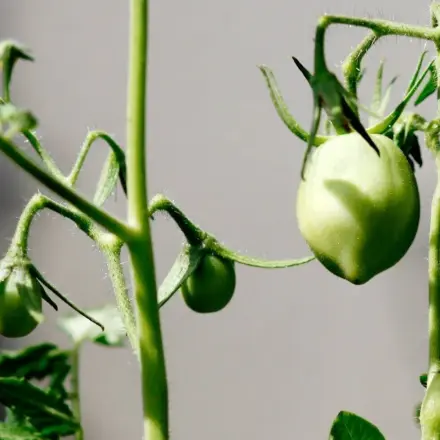Tomatenmarmelade - aus grünen Tomaten
