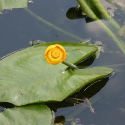 Radieschenblätter - Radieschenblättersuppe "Seerose"