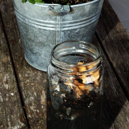 Zigarettenasche gegen Ameisen