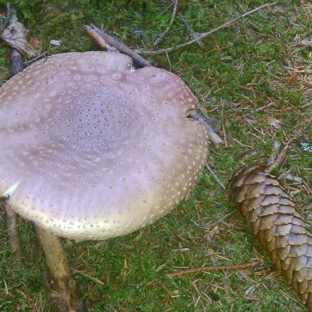 Pilze sammeln - ein paar Tipps