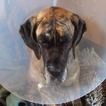 Keine lästige Halskrause nach Kastration (Hündin)