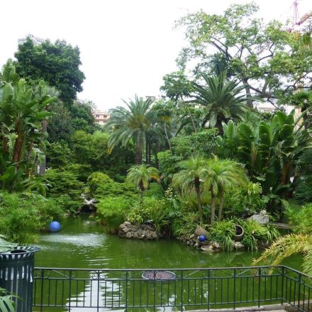 Zuviele Pflanzen im Garten - Pflanzen verschenken