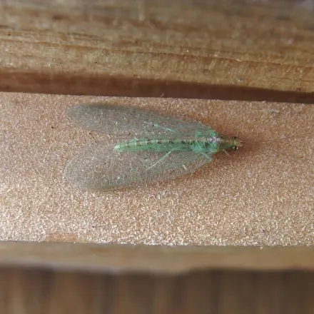 Insektenfreie Ferienwohnung