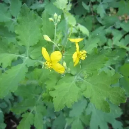 Schöllkraut Pflanze hilft gegen Warzen - so geht's