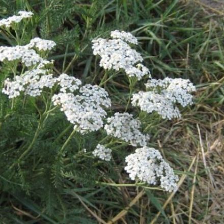 Insektenstiche - Linderungsmittel aus der Natur: Schafgarbe